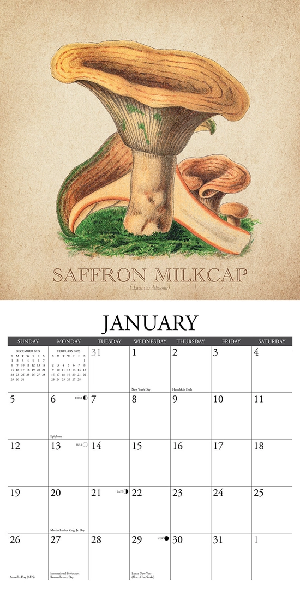 2025 Wall Calendar | The Art Of The Mushroom